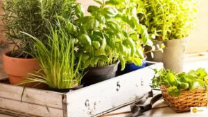 Read more about the article Herb Garden: Here’s how you can grow and maintain the garden