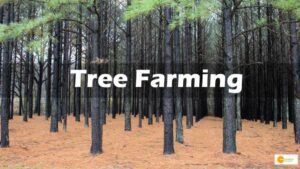 Read more about the article Tree Farming: बंजर जमीन पर भी उगता है यह पेड़, इसके बिजनेस से किसान हो सकते हैं आर्थिक रूप से मजबूत!