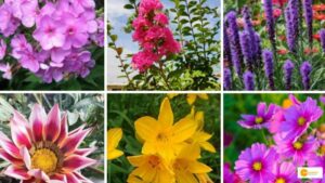 Read more about the article 5 Plants that grow well in Sandy Soil