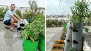 Read more about the article This UP Man Grows Organic Veggies in PVC Pipes to Save Space & Money