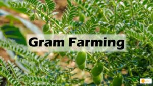 Read more about the article Gram Farming: चने की इस नई किस्म से किसानों को मिलेगा फायदा, जानें 65 सेमी ऊंचे चने के झाड़ की खेती से कैसे किसान होंगे लाभान्वित!