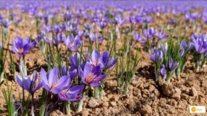 Read more about the article Saffron Farming: वैज्ञानिकों की मेहनत से सिक्किम के गांव में पहली बार उगाए जा रहे हैं केसर !