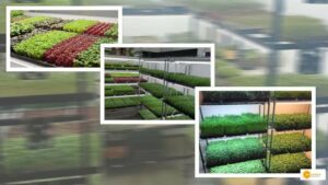 Read more about the article Know How a Kerala Man Grows Microgreens in His Room and Earns 3 Lakh per Month