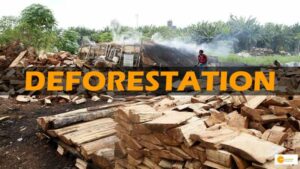 Read more about the article European Union banning further selling of products linked to deforestation: A historic verdict