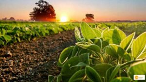 Read more about the article Despite the uncertainties of 2022, Indian Agricultural prospects look bright