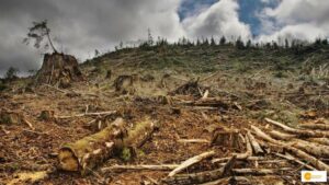 Read more about the article Degradation of nature and it’s crisis