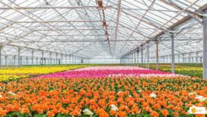 Read more about the article Floriculture को बढ़ावा देने सरकार उठा रही है कदम, जानें कैसे किसान बागवानी में ले सकते हैं 40% सब्सिडी लाभ !