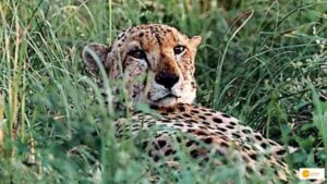 Read more about the article Cheetah tourism in Madhya Pradesh is expected to start in February