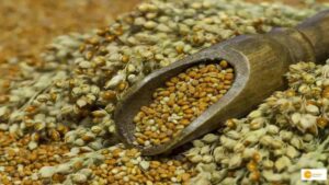 Read more about the article Millets Production: सेहत के लिए फायदेमंद है मोटा अनाज, यूं ही नहीं दुनिया मना रही ‘मोटे अनाज का अंतरराष्ट्रीय वर्ष’