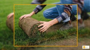 Read more about the article What is Sod Farming and its benefits?