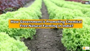 Read more about the article How Government is Promoting Chemical Free Natural Farming in India?