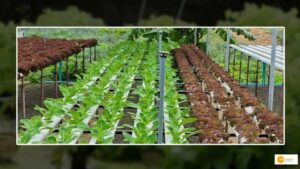 Read more about the article Aquaponics Farming: How the waste of one element is beneficial for growth of another