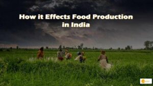 Read more about the article Vertical Farming: How it Effects Food Production in India