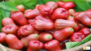 Read more about the article Rose Apple Farming: गुलाब जैसी खुशबू वाले सेब के बारे में कितना जानते हैं आप, हेल्थ के लिए है काफी फायदेमंद !