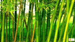 Read more about the article Bamboo Farming: बांस को क्यों कहते हैं हरा सोना, जानें कैसे खेती में नवाचारों को अपनाकर खुशहाल हो रहे हैं किसान !