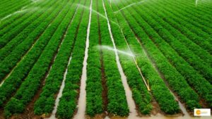Read more about the article Irrigation: सिंचाई के लिए नहीं होगी पानी की कमी, अमृत सरोवर योजना से किसानों को मिलेगा फायदा!