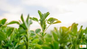 Read more about the article Regenerative Agriculture: कैसे किसान मिट्टी के स्वास्थ्य का निर्माण और क्लाइमेट चेंज का सामना कर रहे हैं