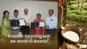 Read more about the article बस्तर में होगी रबर की खेती, केरल की तरह छत्तीसगढ़ में भी रबर की खेती की संभावनाएं!