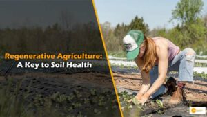 Read more about the article Regenerative Agriculture: A Key to Soil Health