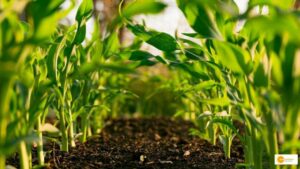 Read more about the article Organic Farming की राह दिखा रही हैं MP की एक शिक्षिका, संवार रही हैं 1400 किसानों की जिंदगी