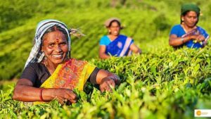 Read more about the article महिलाएं बन रही हैं कृषि का आधार, जानें महिलाओं की भागीदारी से कैसे बेहतर हो रही है अर्थव्यवस्था