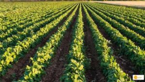 Read more about the article Sustainable Agriculture: Exploring Innovative Practices and Strategies for Long-Term Food Security