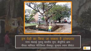 Read more about the article कटते हुए पेड़ों को मिल सकता है जीवनदान, जानें कैसे!