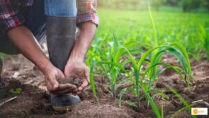 Read more about the article Transforming Agricultural Waste: Sustainable Solutions for a Greener Future