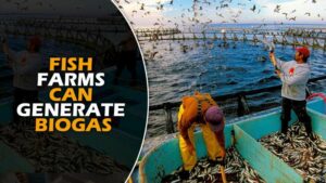 Read more about the article Biogas Generation from Fish Farms: A Sustainable Solution for Energy and Nutrition