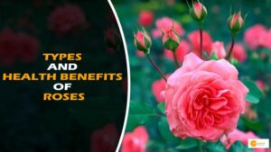 Read more about the article ‘Rose’ Is Useful From Food And Decoration To Treatment; Know Its types And Health Benefits