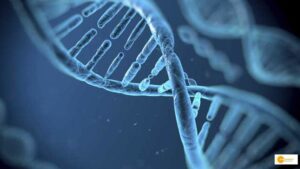 Read more about the article Uncovering What Makes Humans Unique: Insights from Primate Genome Study