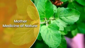 Read more about the article तुलसी ‘मदर मेडिसिन ऑफ नेचर’ और ‘जीवन के लिए अमृत’ है, जानें इसकी विशेषताएं