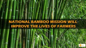 Read more about the article नेशनल बैम्बू मिशन से किसानों को लाभ, जानें कैसे बैम्बू उत्पादन से आर्थिक रूप से सशक्त होंगे किसान?