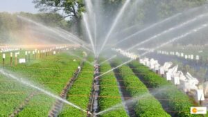 Read more about the article Micro irrigation संयंत्रों में राजस्थान देश में पहले स्थान पर, मिशन के तहत 3 लाख किसानों को मिला फायदा