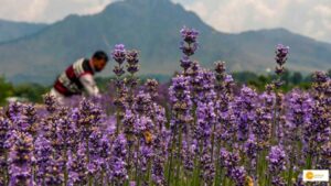 Read more about the article Purple revolution: Lavender farming transforms agriculture in Kashmir