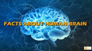 Read more about the article 10 Mind-Blowing Facts About the Human Brain
