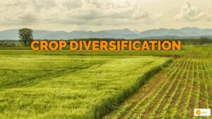 Read more about the article Crop diversification: Boosting agricultural productivity through innovative farming methods