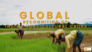 Read more about the article आम के बाद अब भारतीय अनार की बढ़ेगी विदेशों में मांग, जानें कैसे?