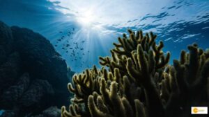 Read more about the article Samudrayaan: After space it’s time to dominate underwater and explore the uncovered parts of the ocean