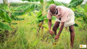 Read more about the article Empowering farmers: Ballia hosts farmer’s school to enhance food production techniques