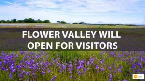 Read more about the article Maharashtra flower festival at Kaas Plateau begins