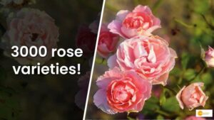 Read more about the article Special supply to Rashtrapati Bhavan every year!