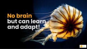 Read more about the article No brain BUT Jellyfish showcase surprising art of learning from mistakes