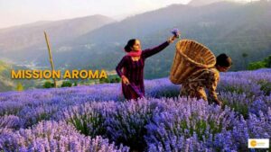 Read more about the article अरोमा मिशन से समृद्ध हो रहे हैं किसान, जानें कैसे मिल रहा फायदा?