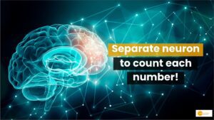 Read more about the article Marvel of Our Brain: 2 Systems For Counting & Understanding, Calculate Only 4 Objects At A Time