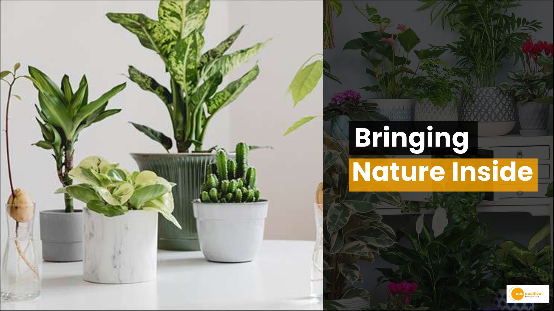 Bringing Nature Inside