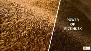 Read more about the article How a rice husk can save water bodies from oil spills?