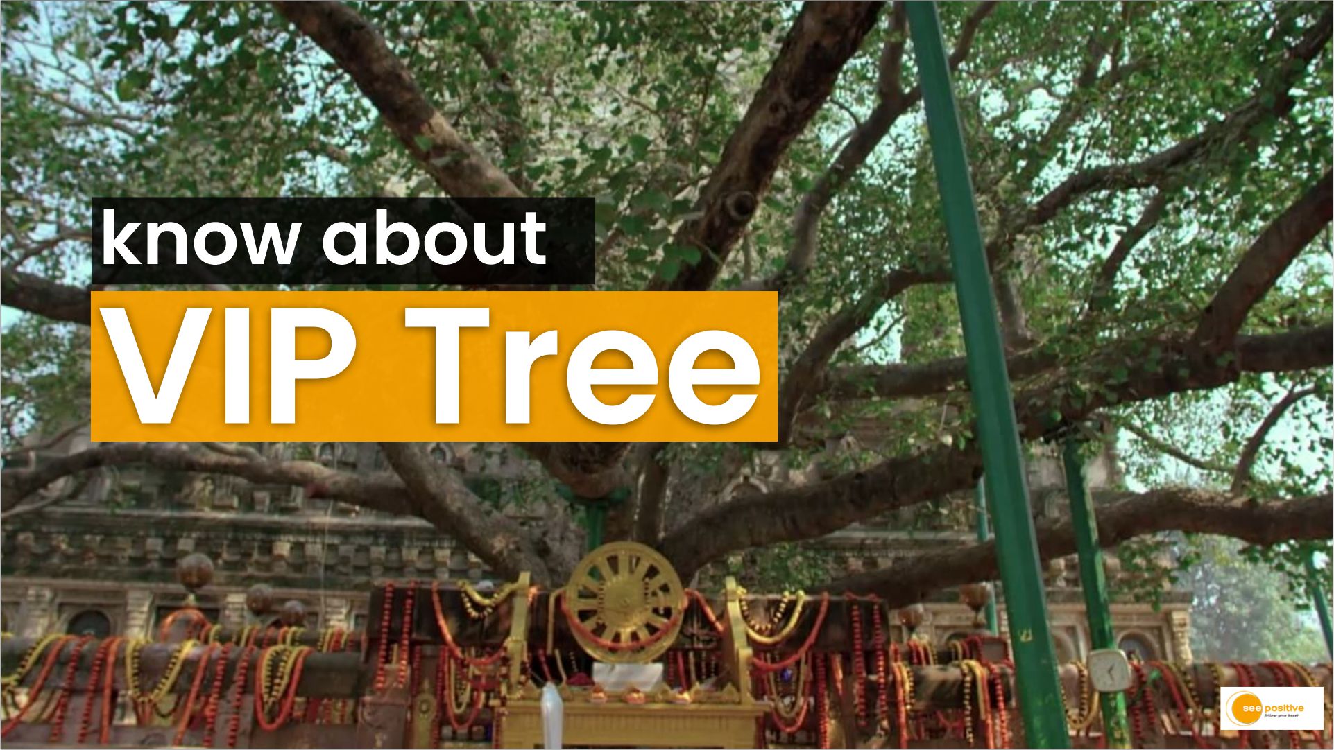 know about ‘VIP Tree’