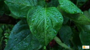 Read more about the article Seeing the Unseen: Exploring the Multifaceted Value of Water