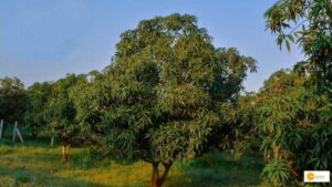 Read more about the article Transforming spaces: Adopting greenery in UP’s innovative garden